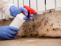 Why You Should Choose Our Mold Remediation Services in Mason City, IA